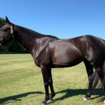 Minninooka polo lessons